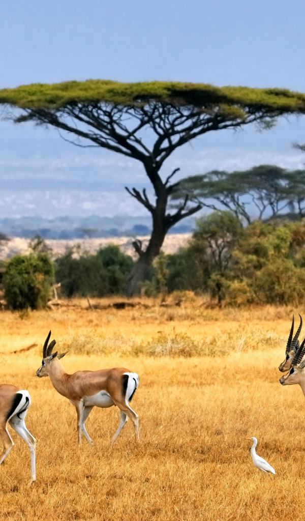 Стадо антилоп в сафари с белыми цаплями 