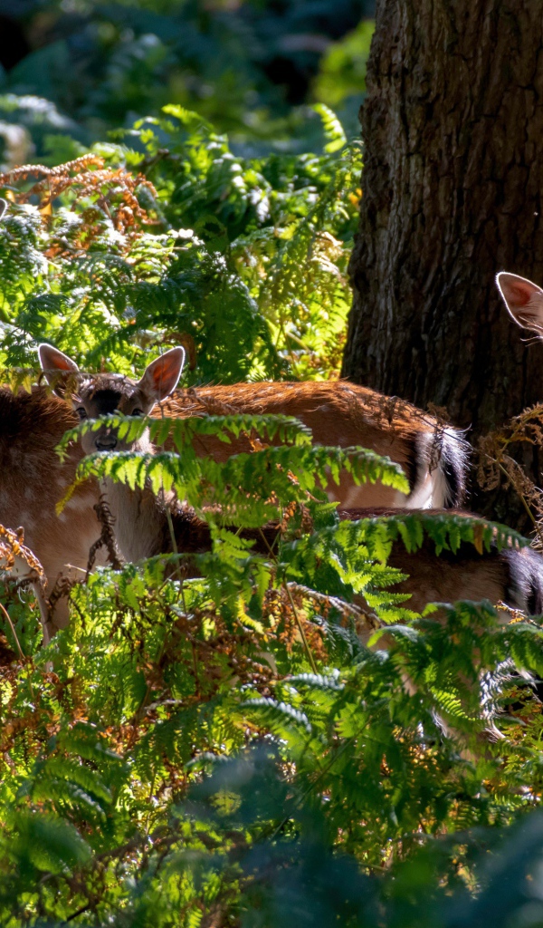 Стадо оленей у дерева в зарослях