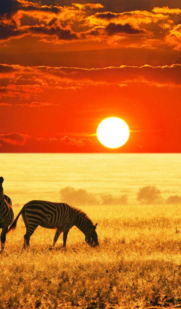 Стадо зебр пасется в саванне на закате 