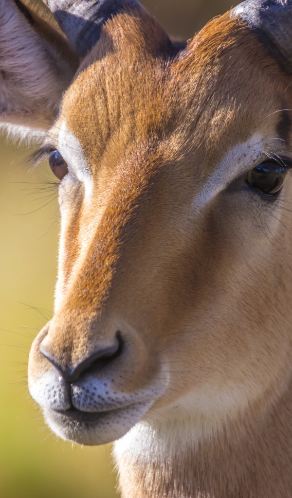 Морда антилопы крупным планом 