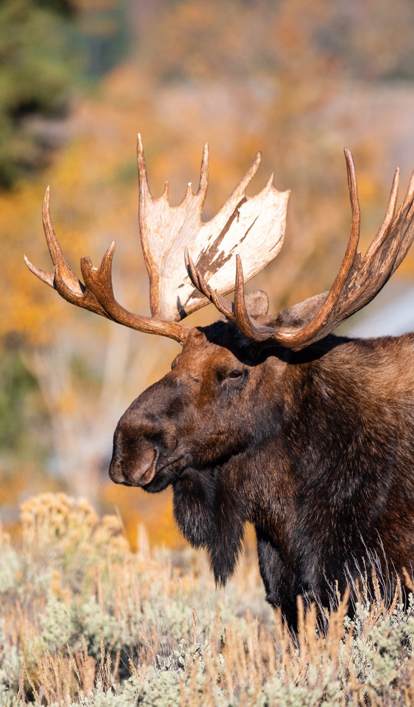 Бородатый лось с большими рогами