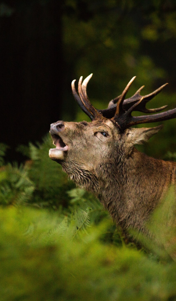 Большой олень кричит в лесу в зеленой траве