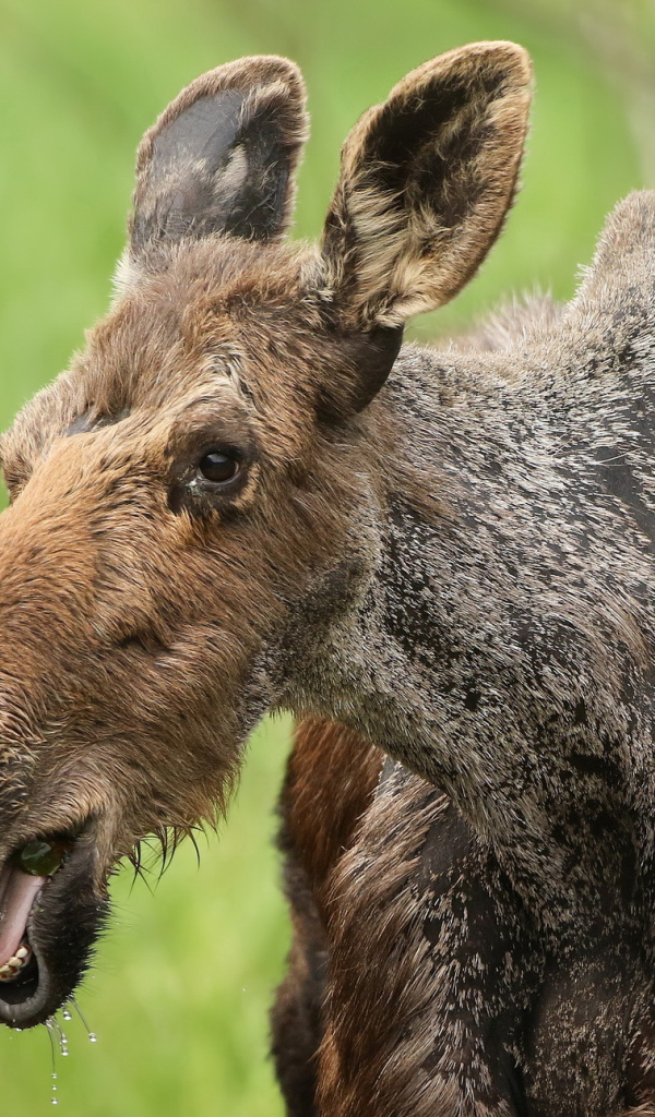 Большой лось у водопоя