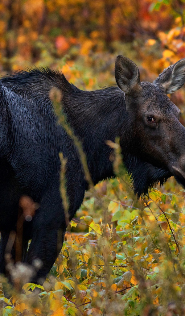 Большой лось гуляет по лесу