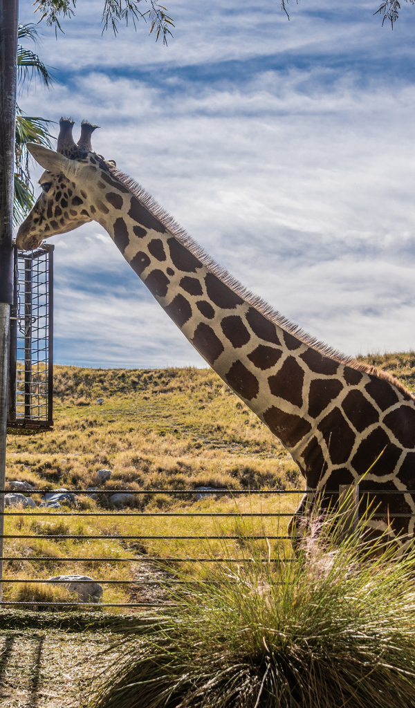 Большой жираф на фоне голубого неба 