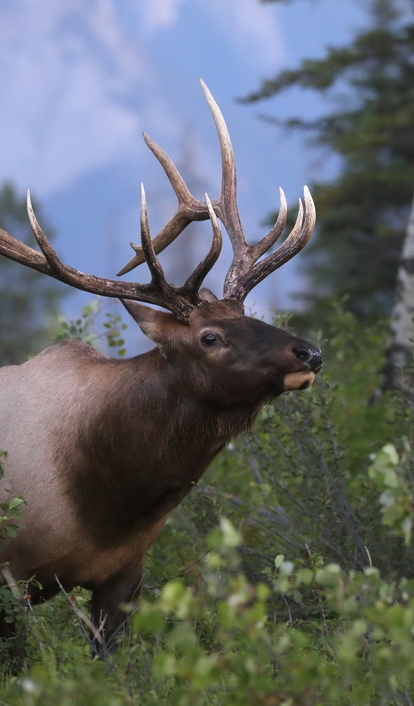 Большой рогатый олень в лесу 