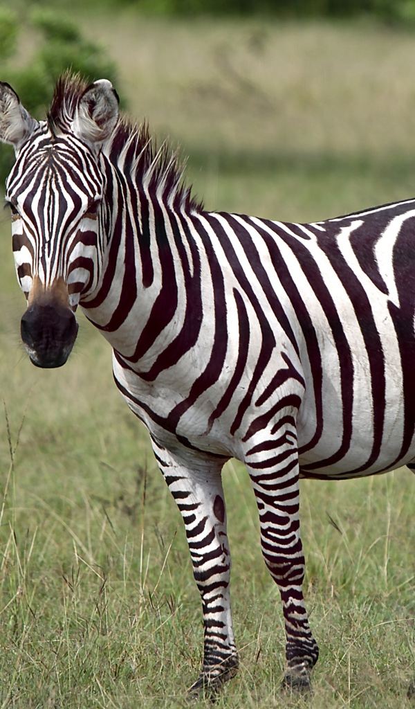 Черно-белая полосатая зебра в зеленой траве