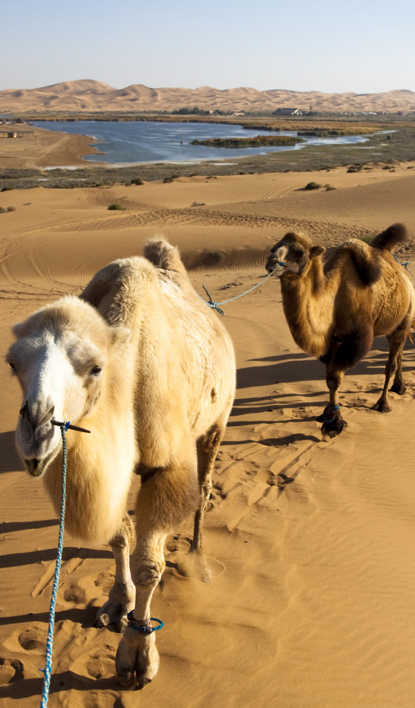 Караван верблюдов идет по жаркой пустыне