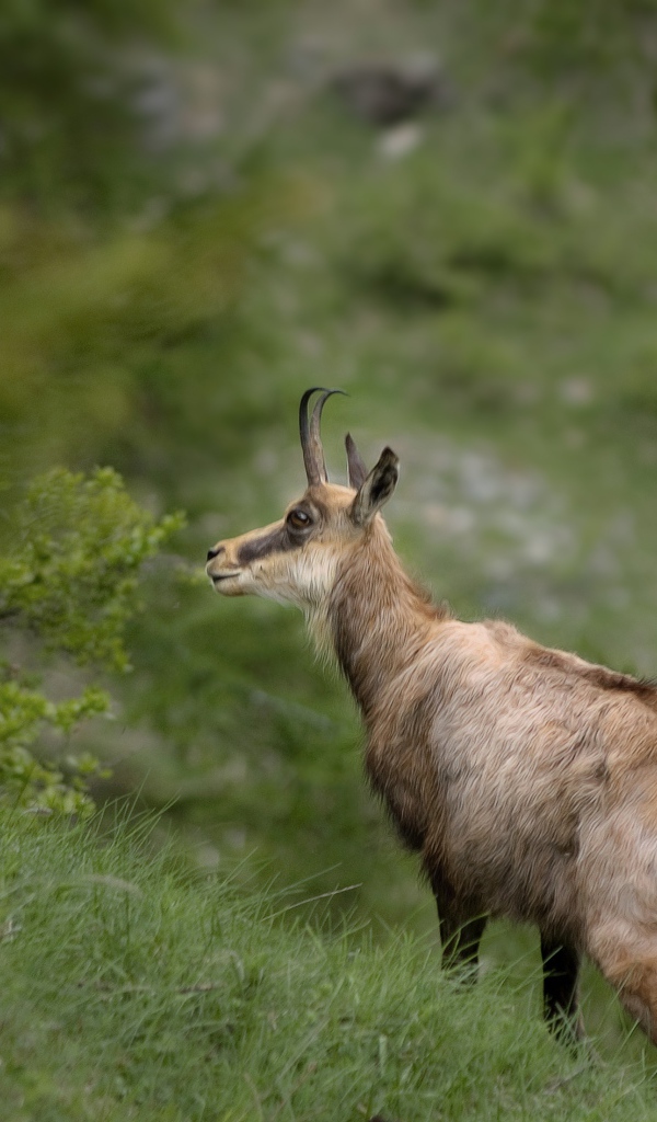 Серна гуляет по зеленой траве 