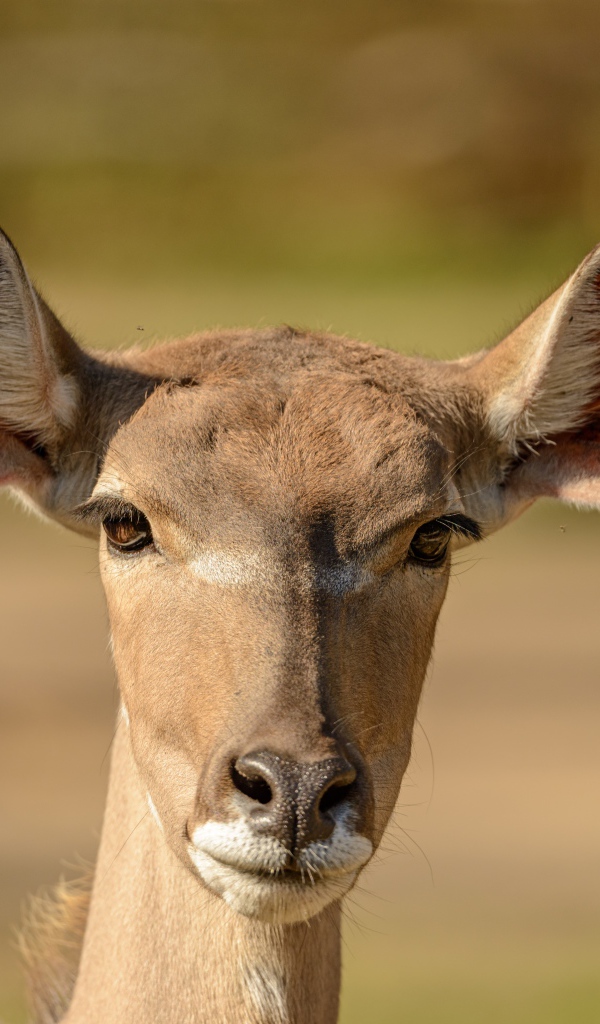 Морда антилопы с большими ушами крупным планом