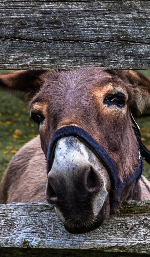 Любопытный осел в загородке