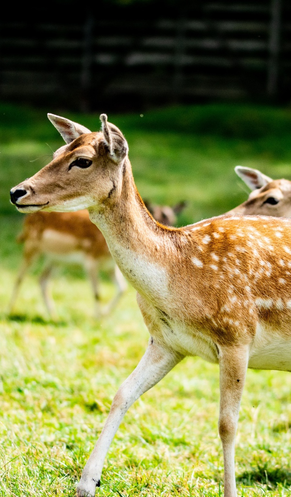 Олени пасутся в загоне на зеленой траве