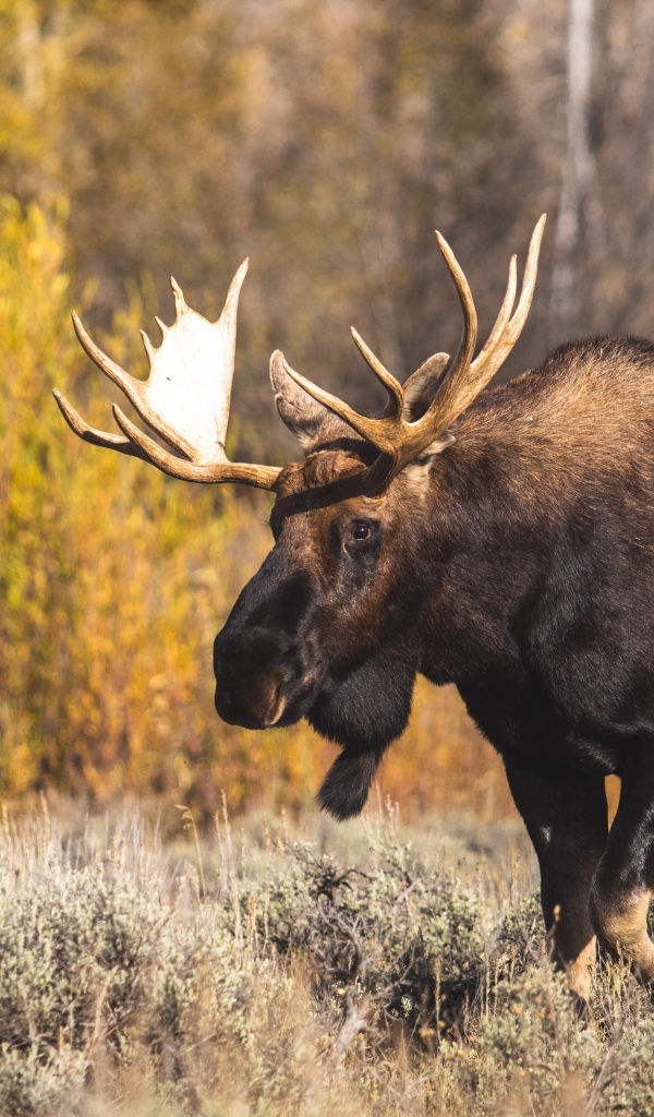 Лось с большими ветвистыми рогами в лесу 