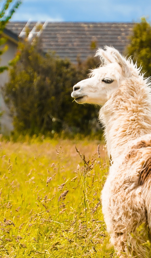 Пушистая лама пасется на зеленой траве