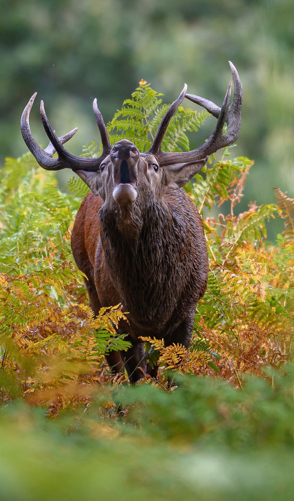 Лесной олень с большими рогами кричит в зарослях
