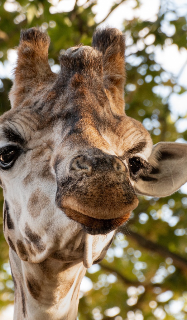 Голова жирафа крупным планом на фоне дерева