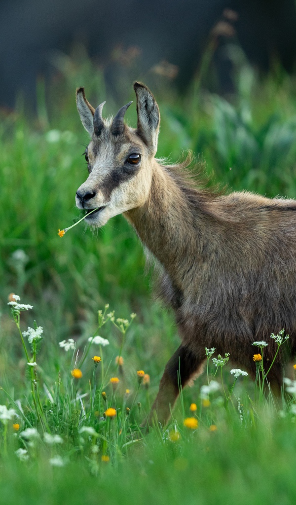 Коза пасется на зеленой траве