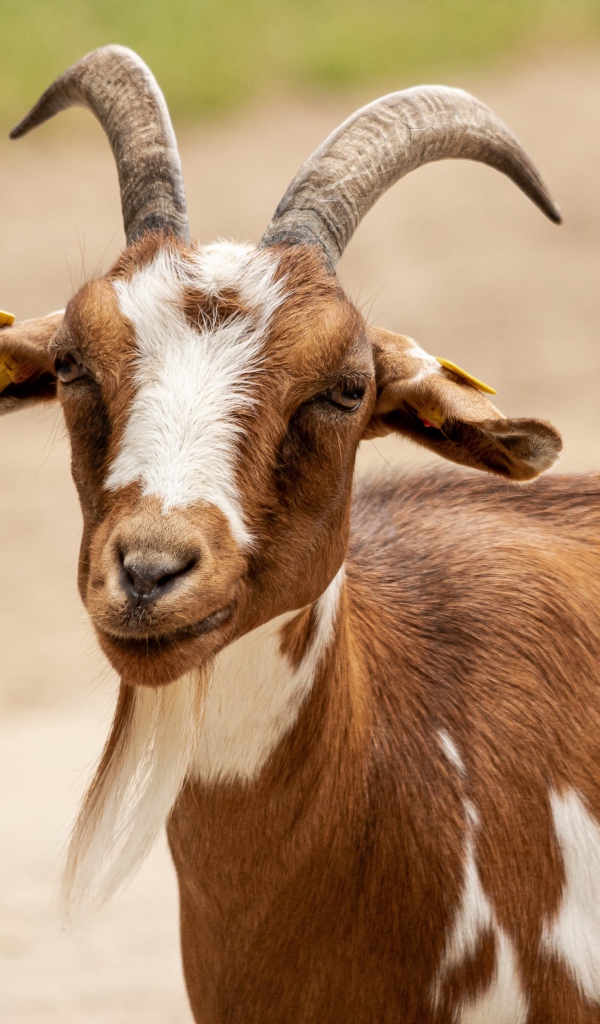 Козел с большими рогами 