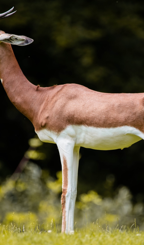 Грациозная газель на зеленой траве