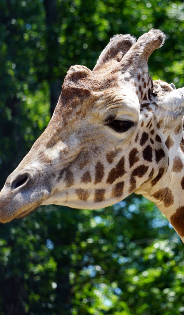 Голова большого пятнистого жирафа