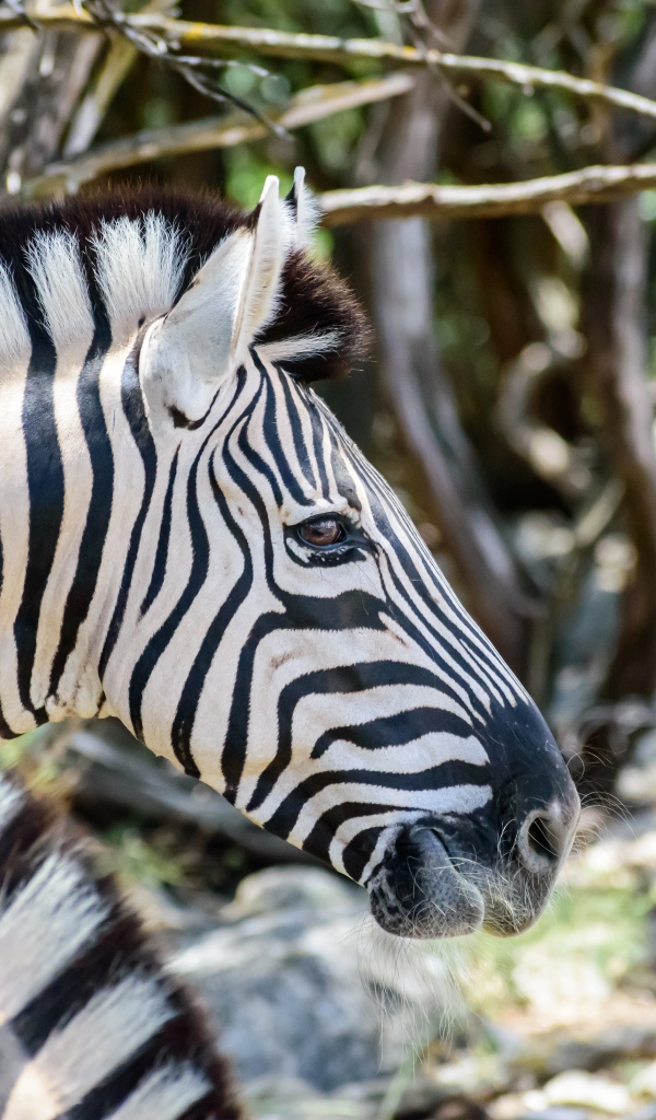 Голова полосатой зебры крупным планом 