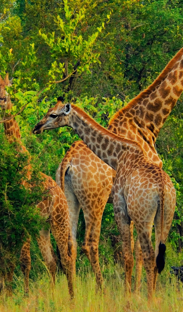 Большие жирафы срывают листву с деревьев 