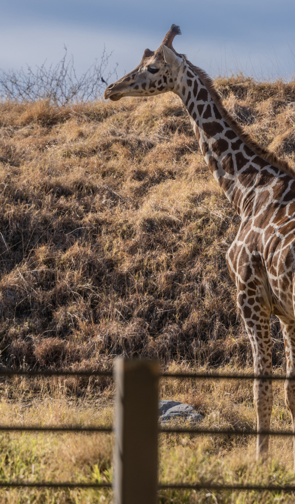 Большой пятнистый жираф на траве