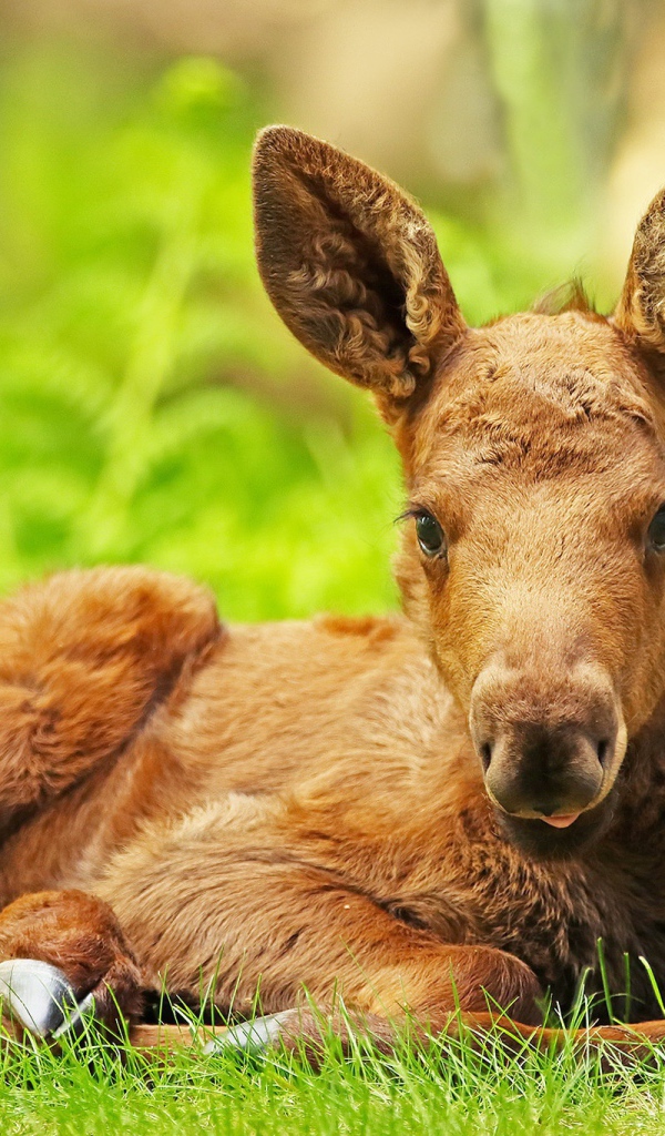 Маленький лосенок лежит на зеленой траве