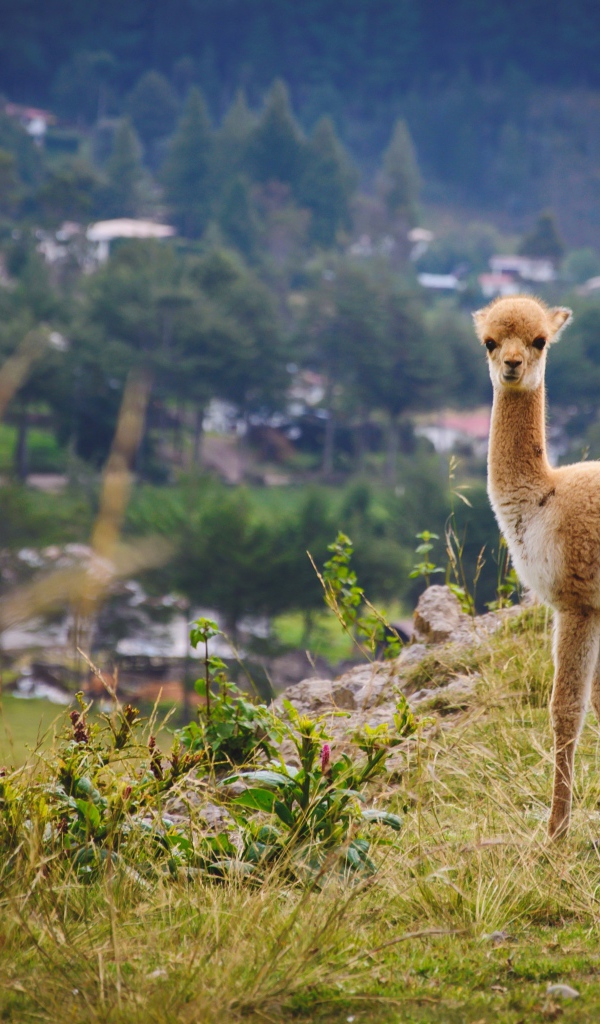 Маленькая викунья пасется на траве