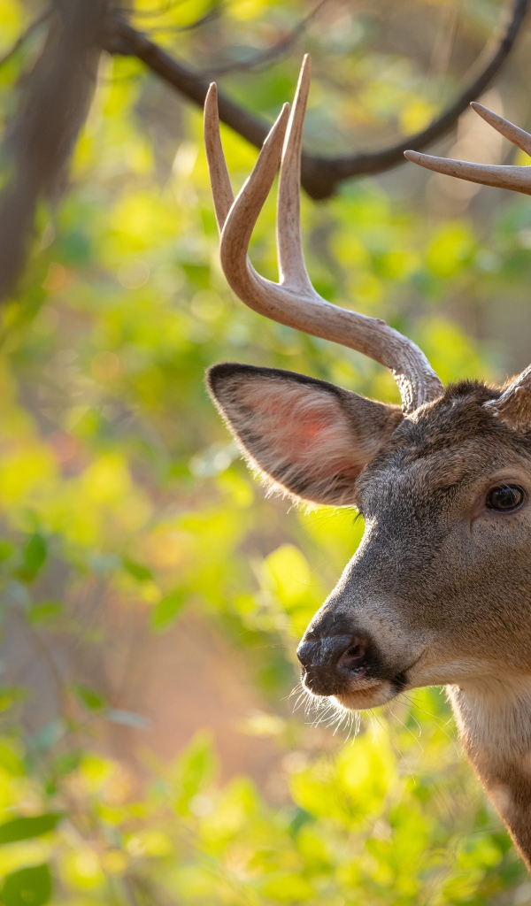 Олень с острыми рогами в лесу