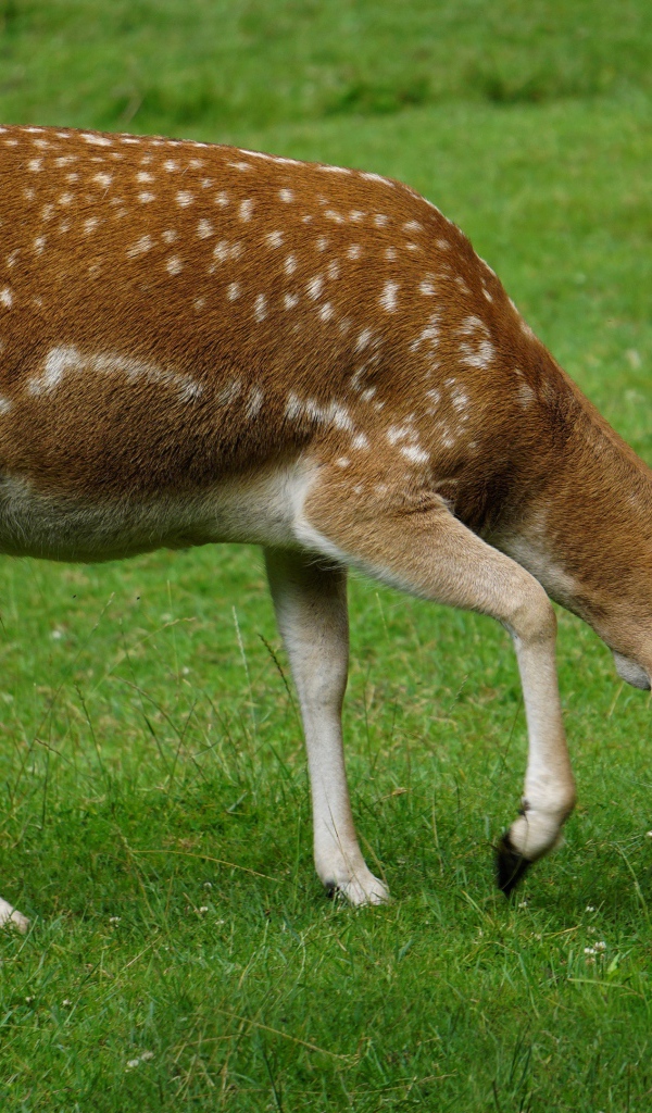 Пятнистый олень пасется на зеленой траве