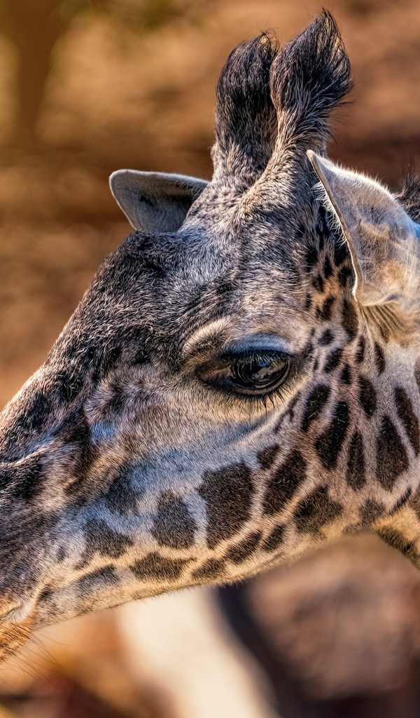 Голова пятнистого жирафа крупным планом