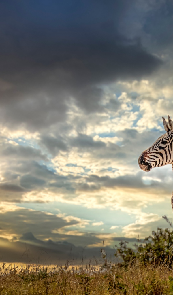 Полосатая зебра на фоне неба на закате