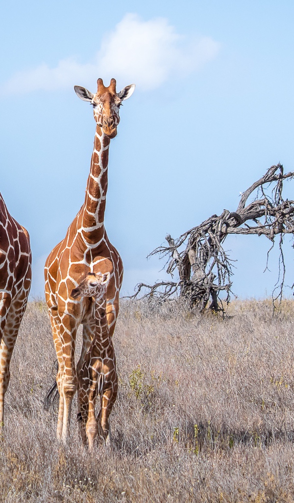 Два жирафа идут по сухой траве в саванне 