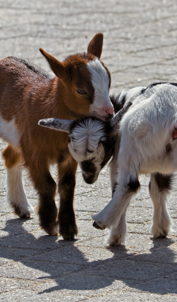 Два маленьких козленка играют