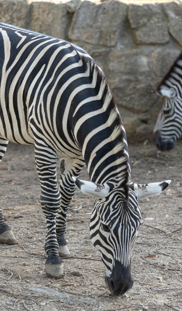 Две полосатые зебры в зоопарке