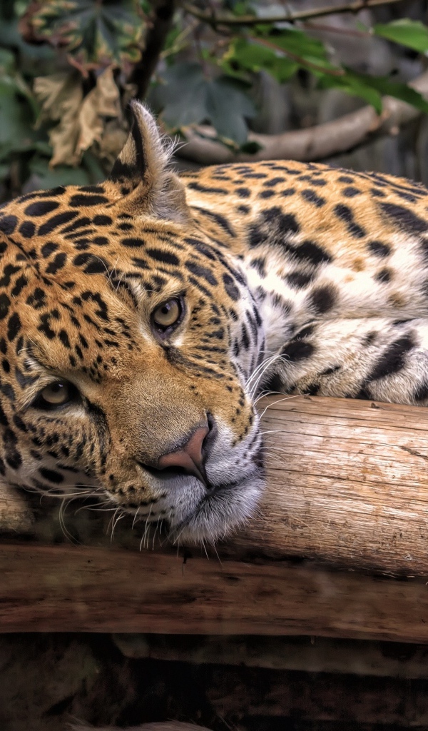 Большой пятнистый ягуар лежит на сухом дереве