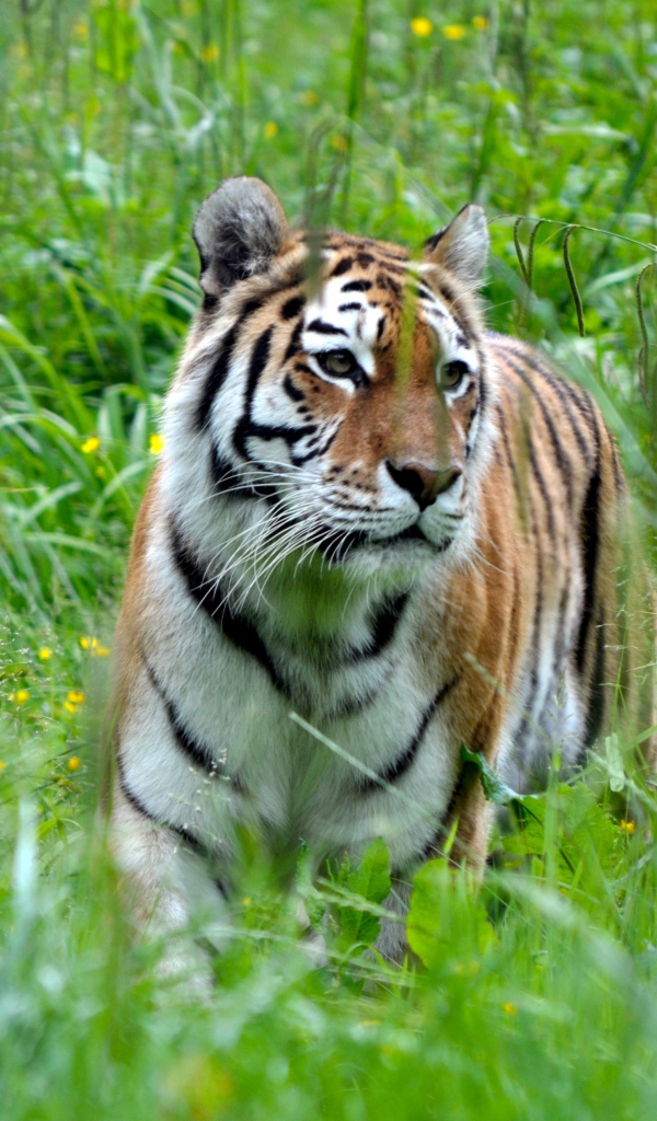 Большой полосатый бенгальский тигр идет по зеленой траве