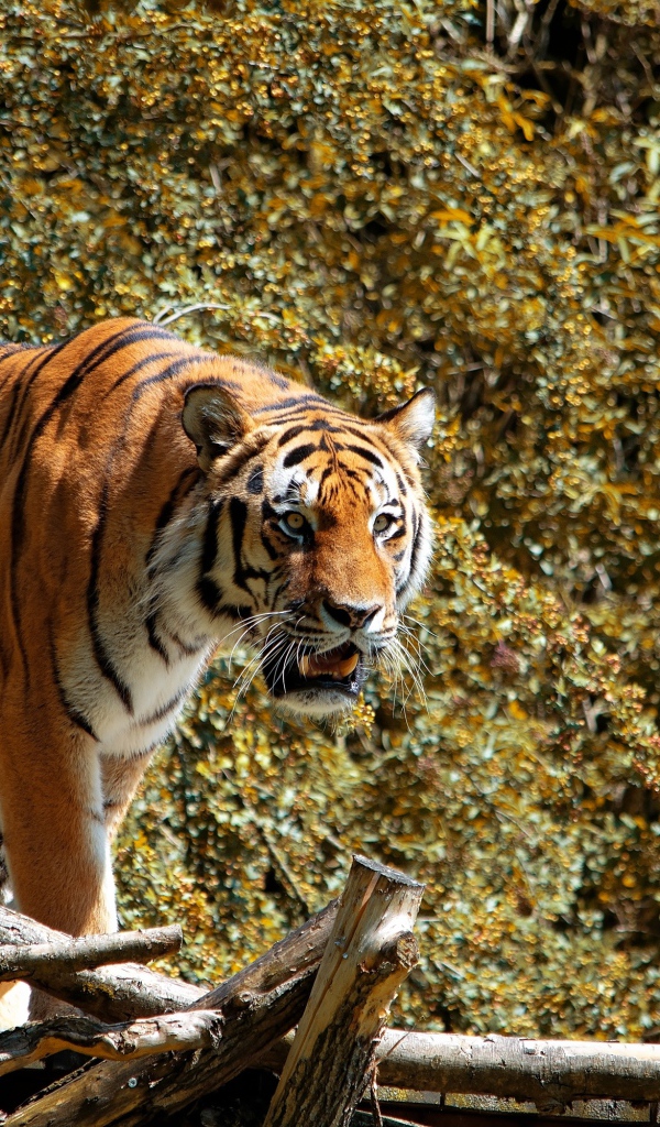 Большой полосатый тигр стоит на деревянном мосту