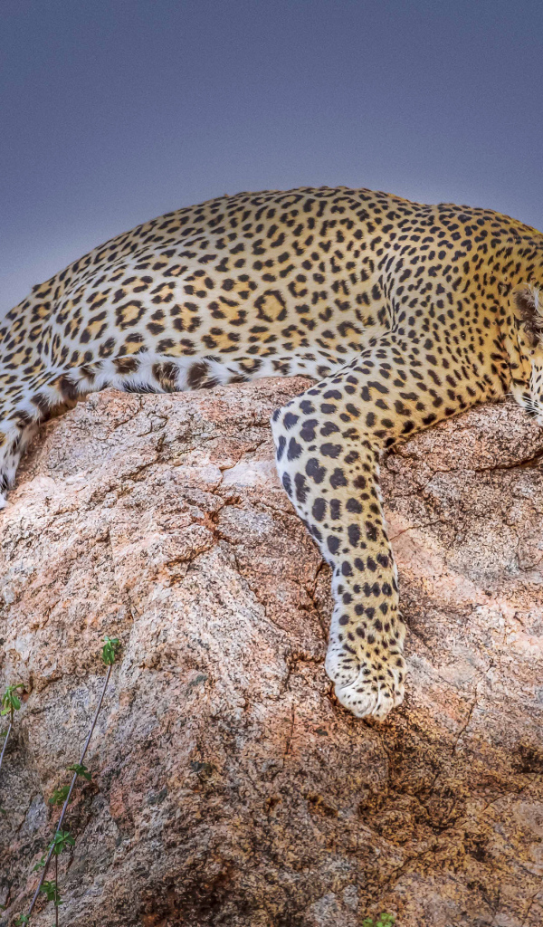 Уставший леопард лежит на камне на фоне луны 