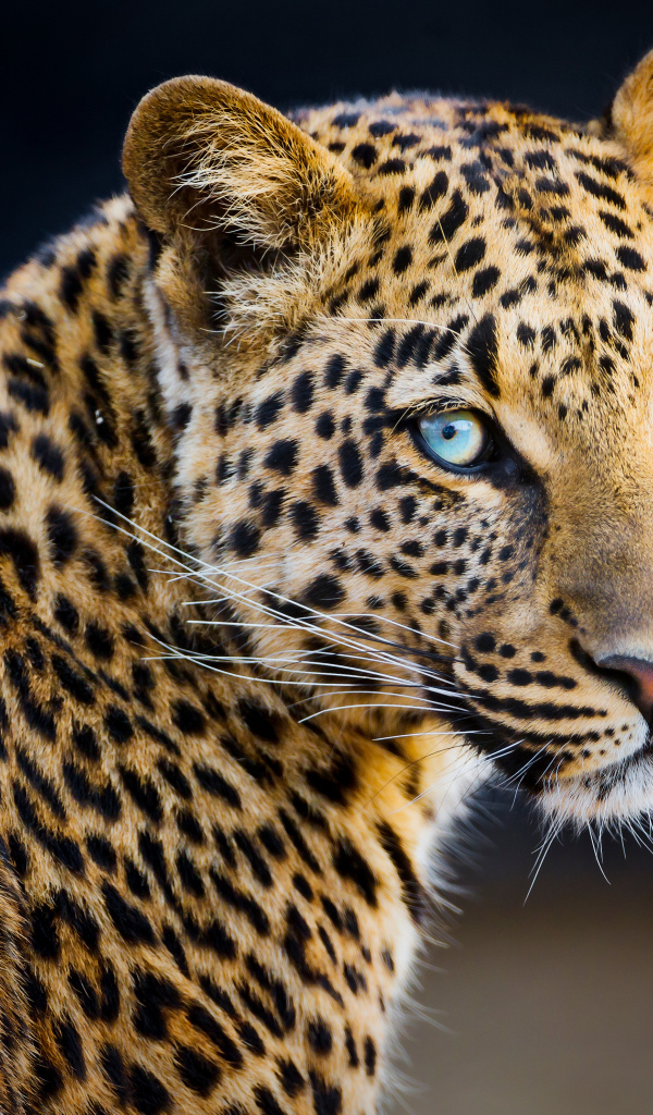 Красивый пятнистый леопард 