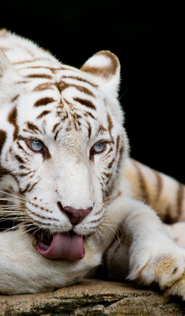 Большой белый голубоглазый бенгальский тигр