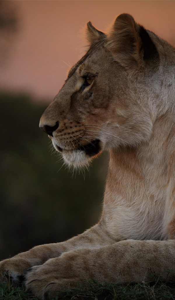 Большая красивая львица лежит на траве на закате 
