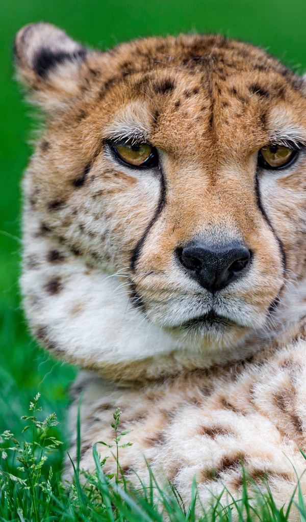 Большой гепард лежит на зеленой траве крупным планом