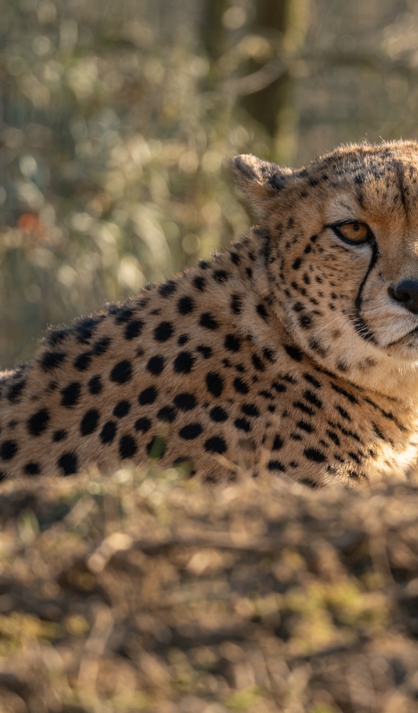 Большой гепард лежит на траве в лучах солнца
