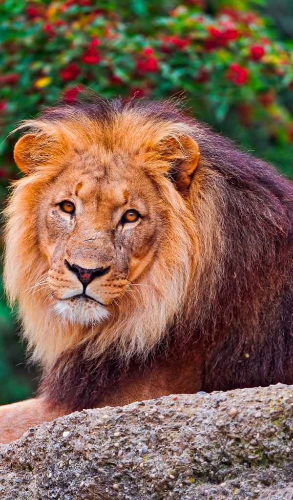 Большой король лев лежит на камне в зоопарке 