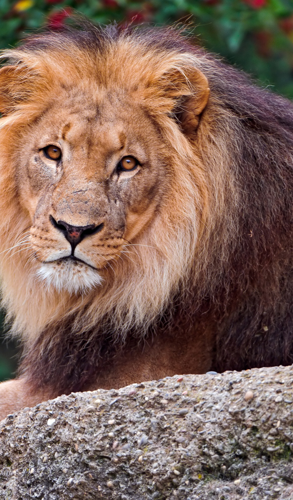 Большой лев лежит на камне в зоопарке 