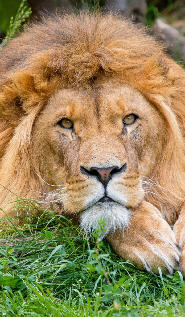 Большой лев лежит на зеленой траве 