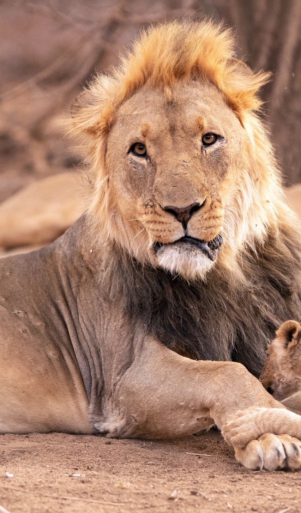 Большой лев  с львицей и маленьким львенком