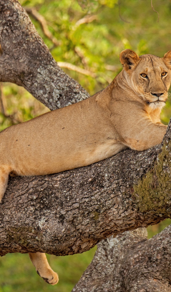 Большая львица лежит на ветке дерева 